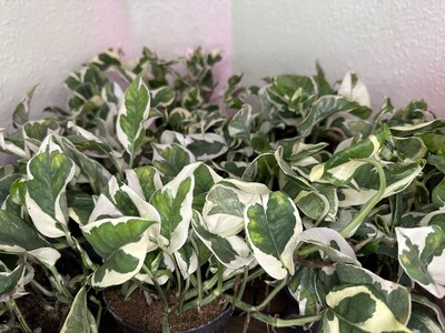 Фото №1 class=