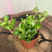 Пеперомія Ротундіфолія, Peperomia Rotundifolia