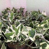 Епіпремнум Енджой, Epipr Njoy