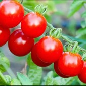 Томат Чері червоний, 15 насінин