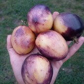 томат Чорнослив у сметані, 10 насінин