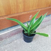 Підліток Драцени - 1 шт.