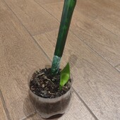 Сансивьерия 2