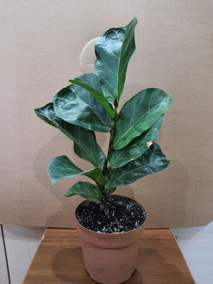 Фото №1 class=