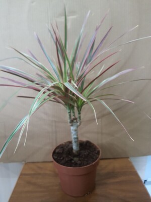 Фото №1 class=