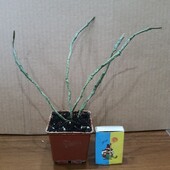 Эуфорбия Платиклада