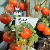 Томат кімнатний Red Robin