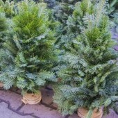 Кому ялиночку))натуральна, жива,вязана ялинка з Карпат.Неймовірний аромат.Висота60см!