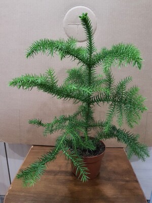 Фото №1 class=