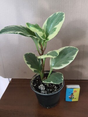 Фото №1 class=