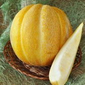 Breeding seed.Італія. Диня Ефіопка. 30 насінин!. Смачна медова диня! Виростає до 7 кг!