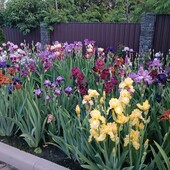 Високі бородаті іриси Лот 10 шт як на фото