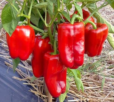 Фото №1 class=