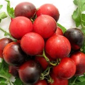 Томат Небеса Орегону, 20 насінин