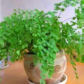 Адіантум (волосся венери)