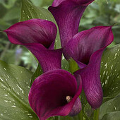 Калла Durban клубень 14/16