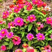 Насіння цинії Проф'южен Черрі