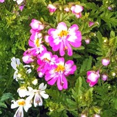 Насіння Схізантусу