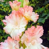 Розпродаж гладіолусів