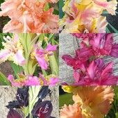 Розпродаж гладіолусів