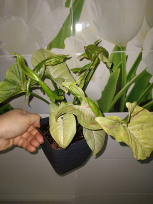 Фото №1 class=