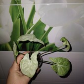 Сингоніум сільвер перл міні