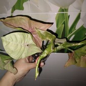 Сингоніум Пінк неон