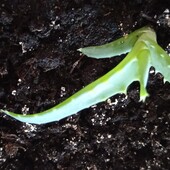 Столетник, горький цветок, детка, отростк, Алоэ