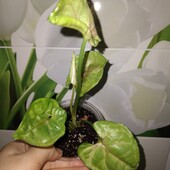 Сингоніум Роксана