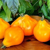 Томат Трюфель жовтий, 10 насінин