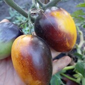 Колекційний томат Блюз на блюді з антоціаном 15 насінин