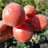 томат Персик ( Бархатний Піжон), 15 насінин