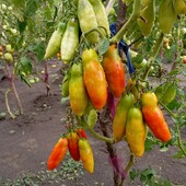 Семена томата Черевички, урожайний, крепкий,с отличными вкусовыми качествами, рекомендую 10 насінин