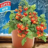 Кімнатний томат Дід Мороз. якщо посадити зараз будуть плодоносити всю зиму.