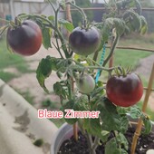 Томат кімнатний Blaue Zimmer