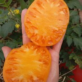 томат Серце Ашхабада, 15 насінин