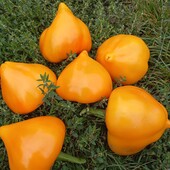 .Перець солодкий Леся жовтий, 15 насінин