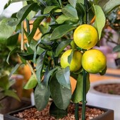 Лимон отросток, саженец 1 шт.