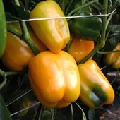 Moravoseed (Чехія). Перець кубовидний Містері F1.