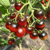 Томат Чорнобок F1. Ранній, солодкий,високорослий