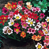 Спараксис Tricolor Mix 5 шт