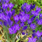 Трителея Твайлайт –3 шт