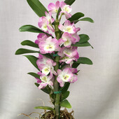 Дендробіум. Dendrobium nobile