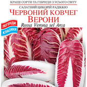 Цикорій Красний ковчег Верони.