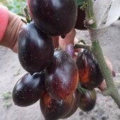 Неймовірний томат Гаргамель Буш, 12 насінин