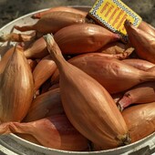 Цибуля кущовка