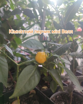 Фото №1 class=