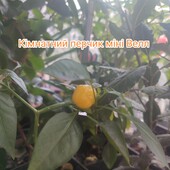 Кімнатний перчик міні Велл жовтий