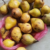 Груші домашня зимова солодка лот 2 кг