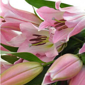 Лілія Майстер 13/15